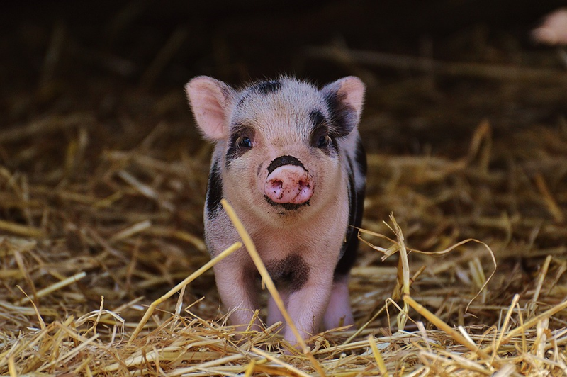 The Magical Piggybank